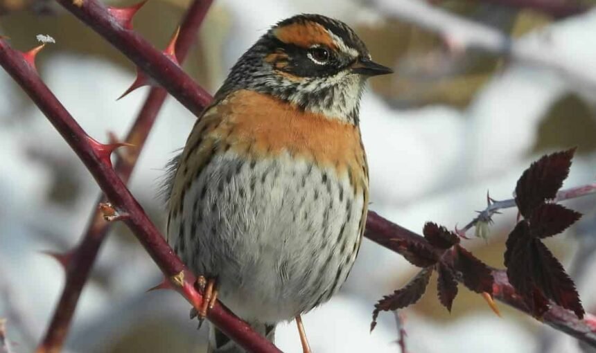 Bhutan Birding Tour