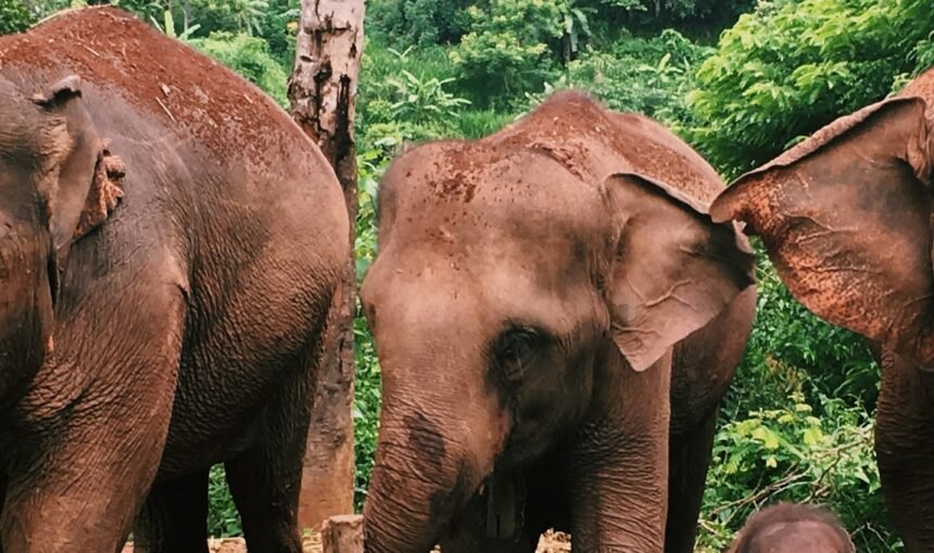 Chiang Mai Wilds